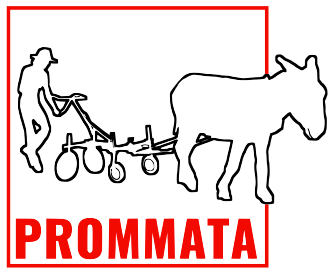 Prommata