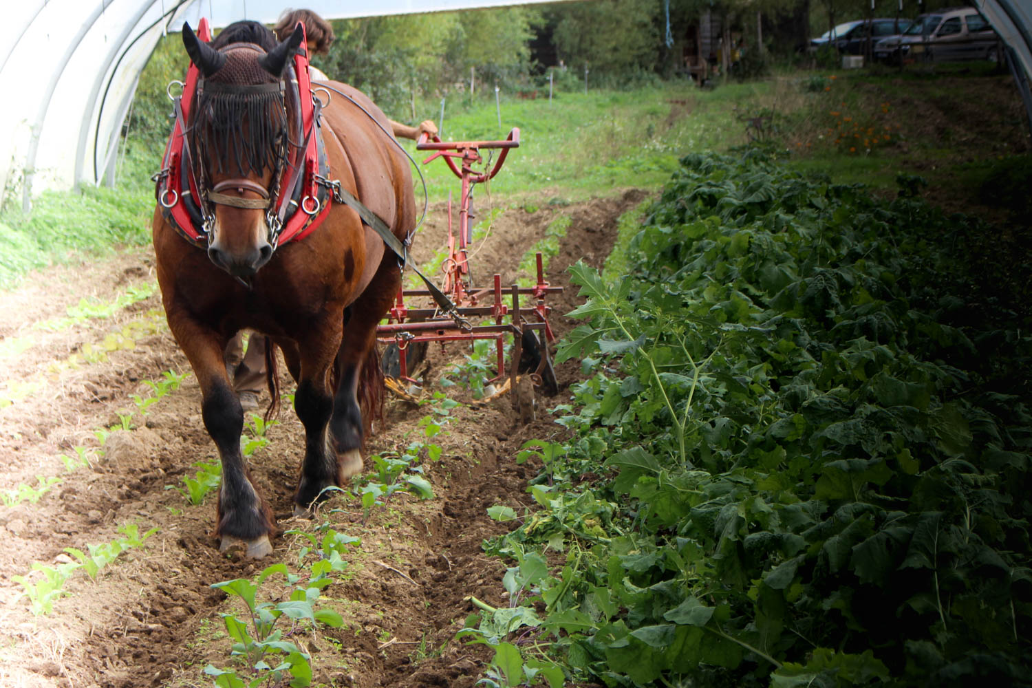 Prommata, association pour la promotion de la traction animale agricole moderne