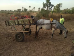 Voyage d’une Kassine au Sénégal